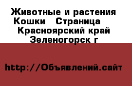 Животные и растения Кошки - Страница 4 . Красноярский край,Зеленогорск г.